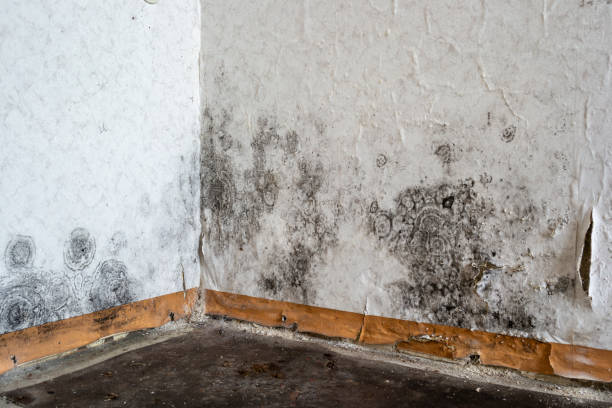 Reliable Pelahatchie, MS Mold Removal Solutions